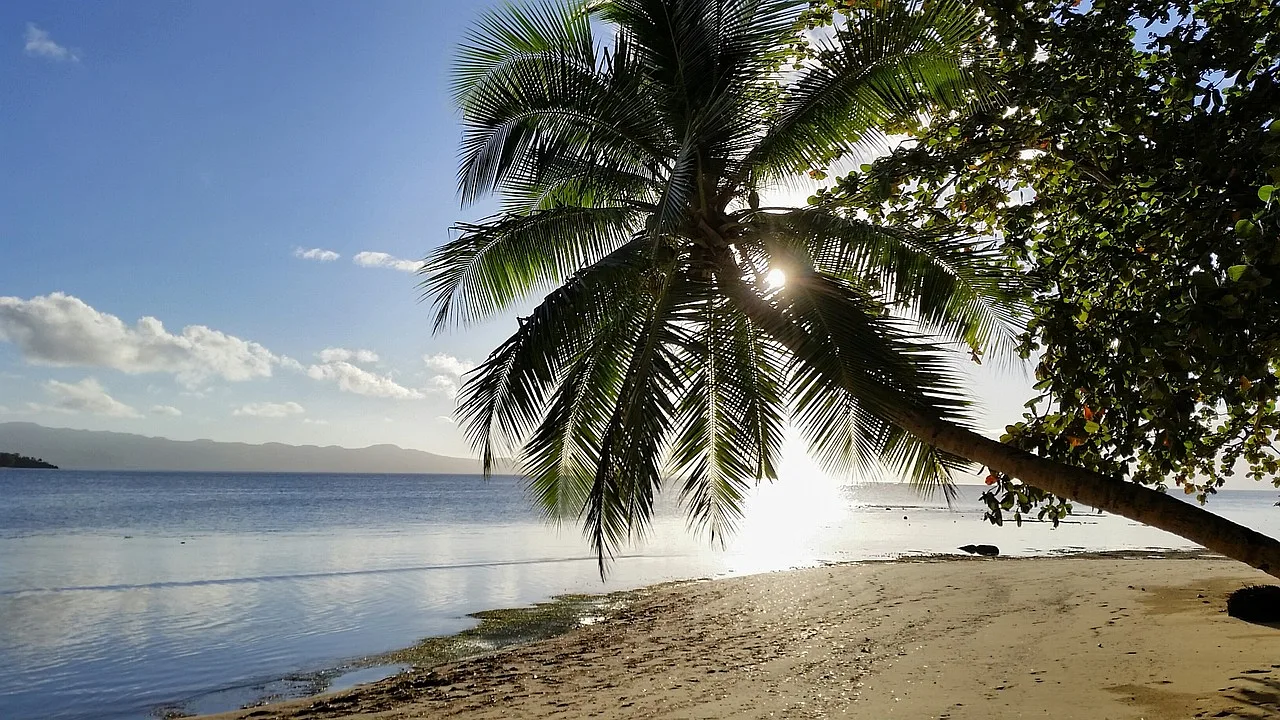 palma na plaży, słońce przebija się przez zielone liście, spokojna woda okalająca brzeg