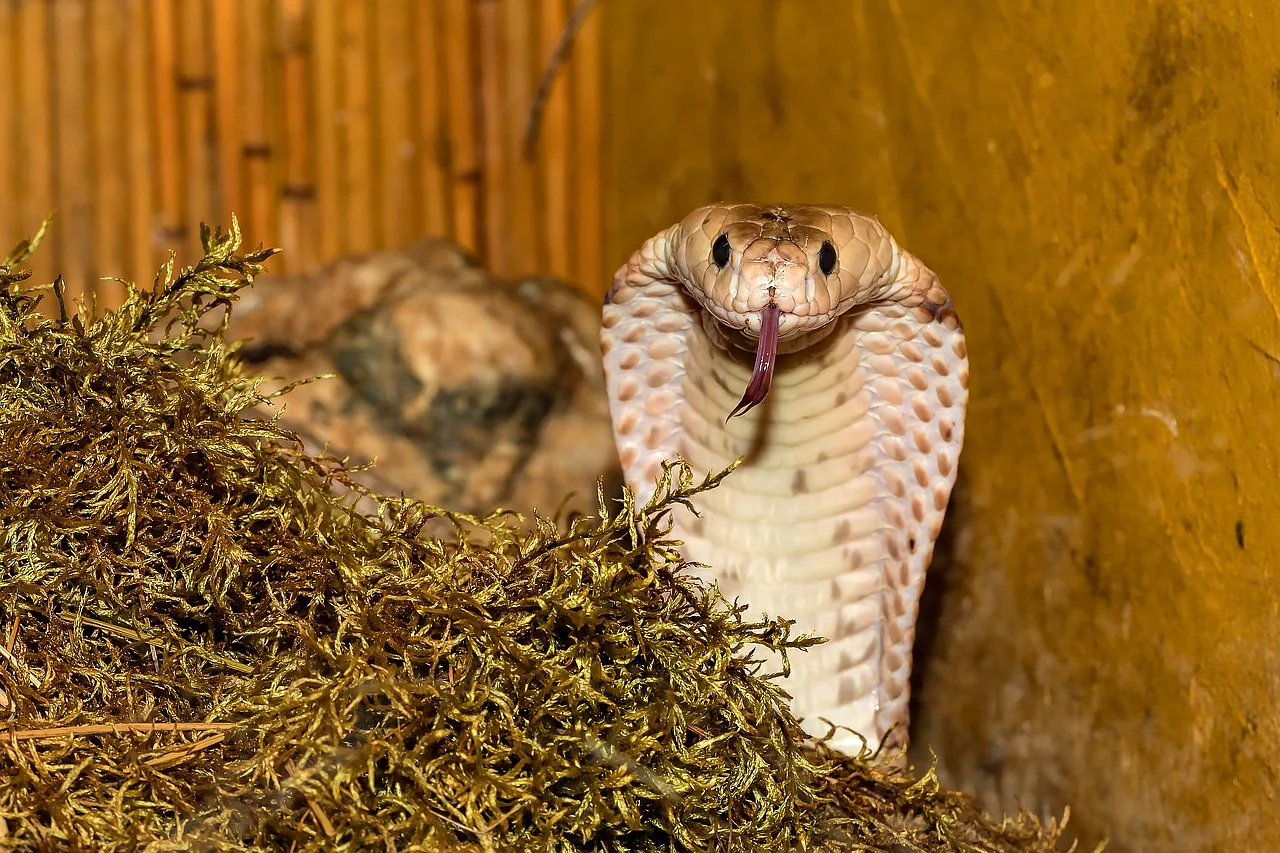 Zbliżenie na jadowitą kobrę z wysuniętym językiem, w naturalnym otoczeniu.