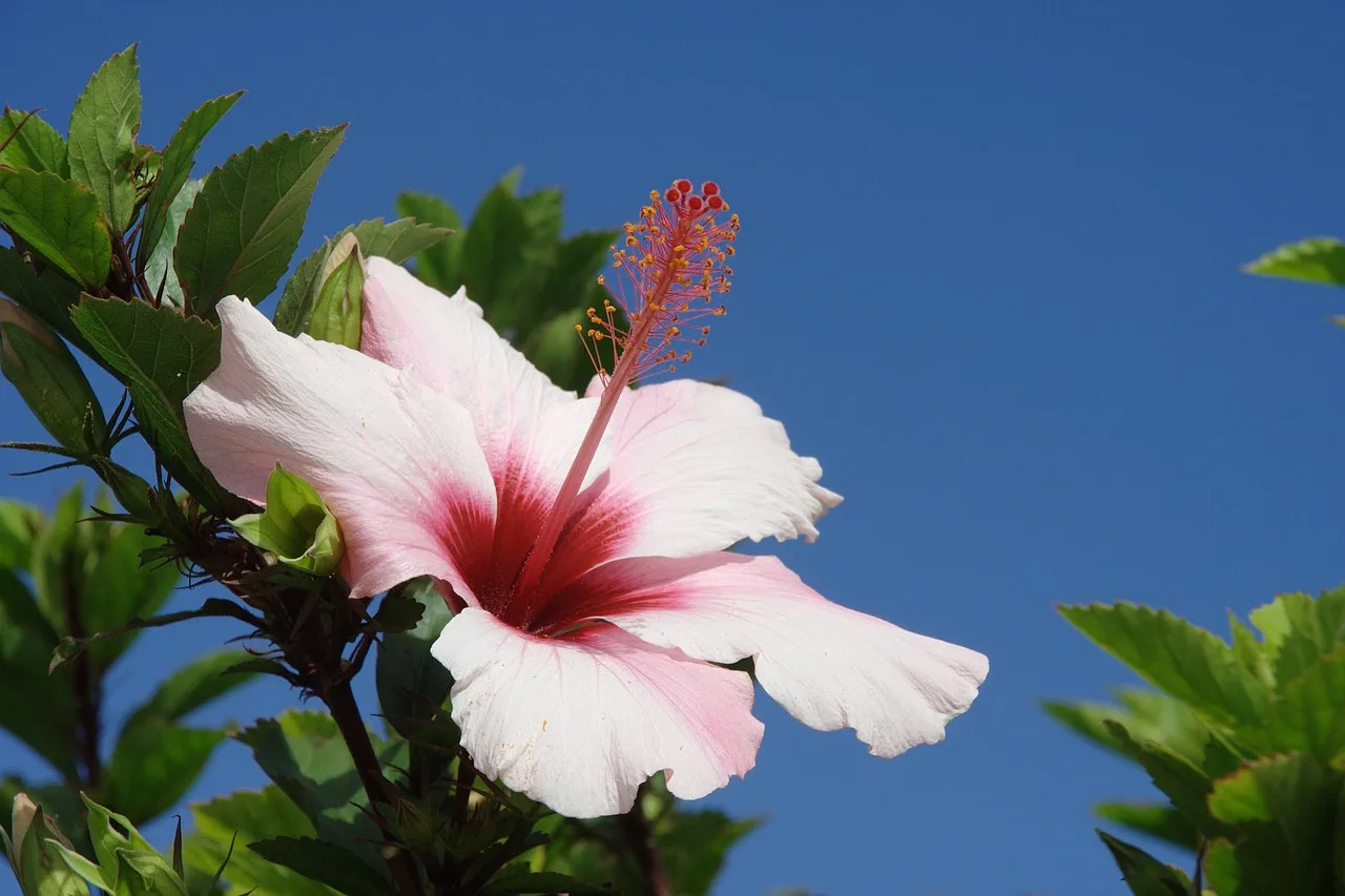 Kwiat hibiskusa na tle pięknego krajobrazu Porto Santo na wyspie Madera w Portugalii.