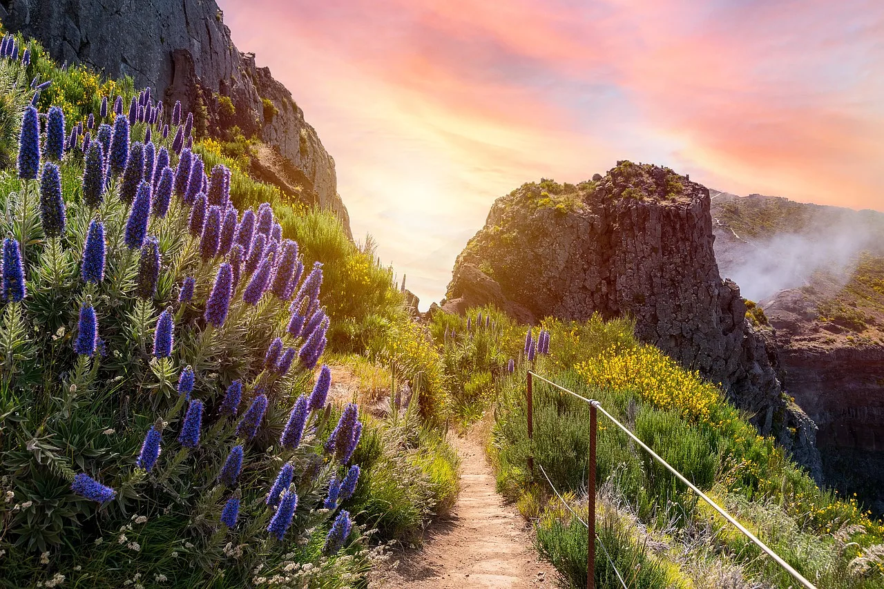Widok na piękne kwiaty w tle gór Pico Ruivo na wyspie Madeira, idealny dla miłośników natury i trekkingu.