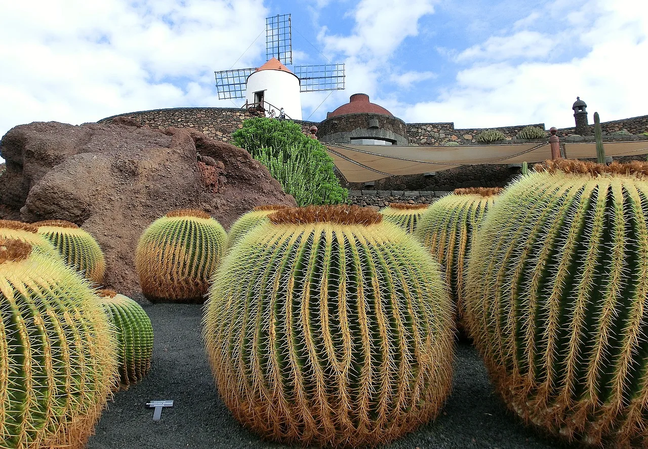 Kaktusy w krajobrazie Lanzarote, malowniczy widok w rajskim otoczeniu.