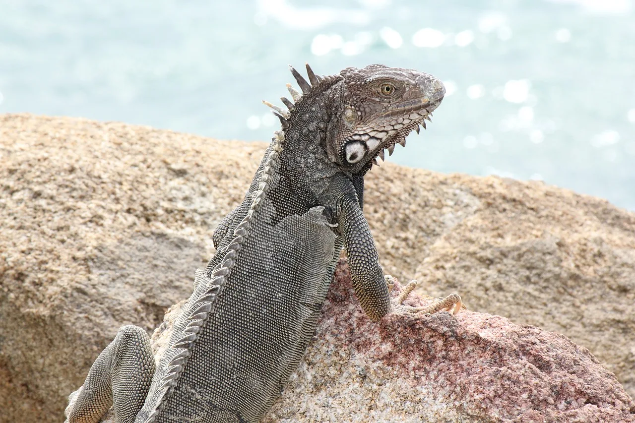 Zielona iguana siedząca na skałach na tle morza na wyspie Aruba